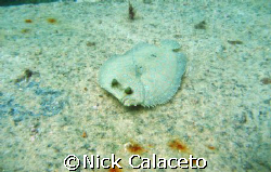 Pedernales Reef, Canon SD600 by Nick Calaceto 